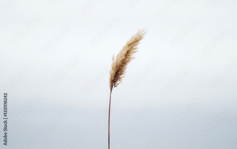 Single Brown Dry Grass Stalk Against White Background Single Brown Dry Grass Stalk Against White Background