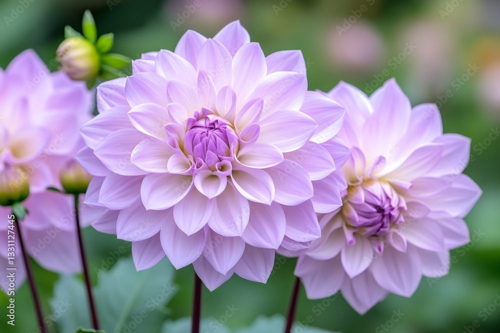 Delicate pastel purple dahlia flowers blooming in summer garden Delicate pastel purple dahlia flowers blooming in summer garden