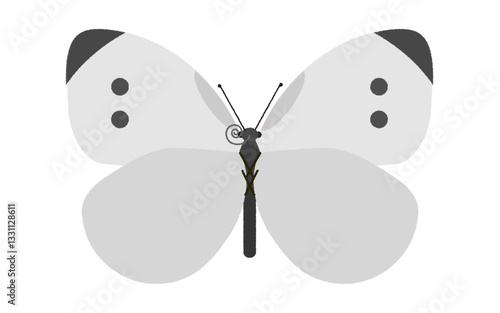 モンシロチョウのイラスト