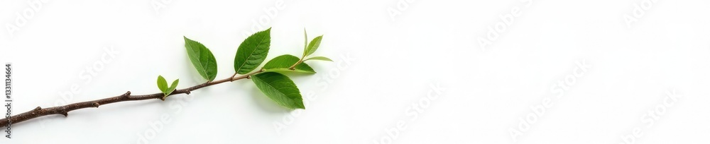 Fototapeta premium Single isolated tree branch on a plain white surface with some twigs and leaves, branches, tree branch