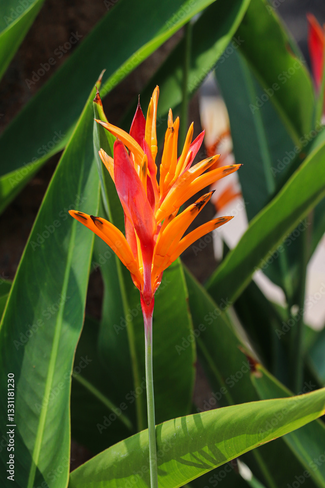 Obraz premium Bright Orange Heliconia Flower Amidst Green Foliage