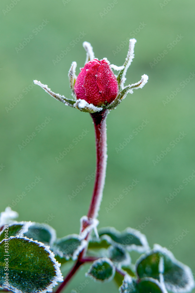Fototapeta premium Rosenblüte im Frost