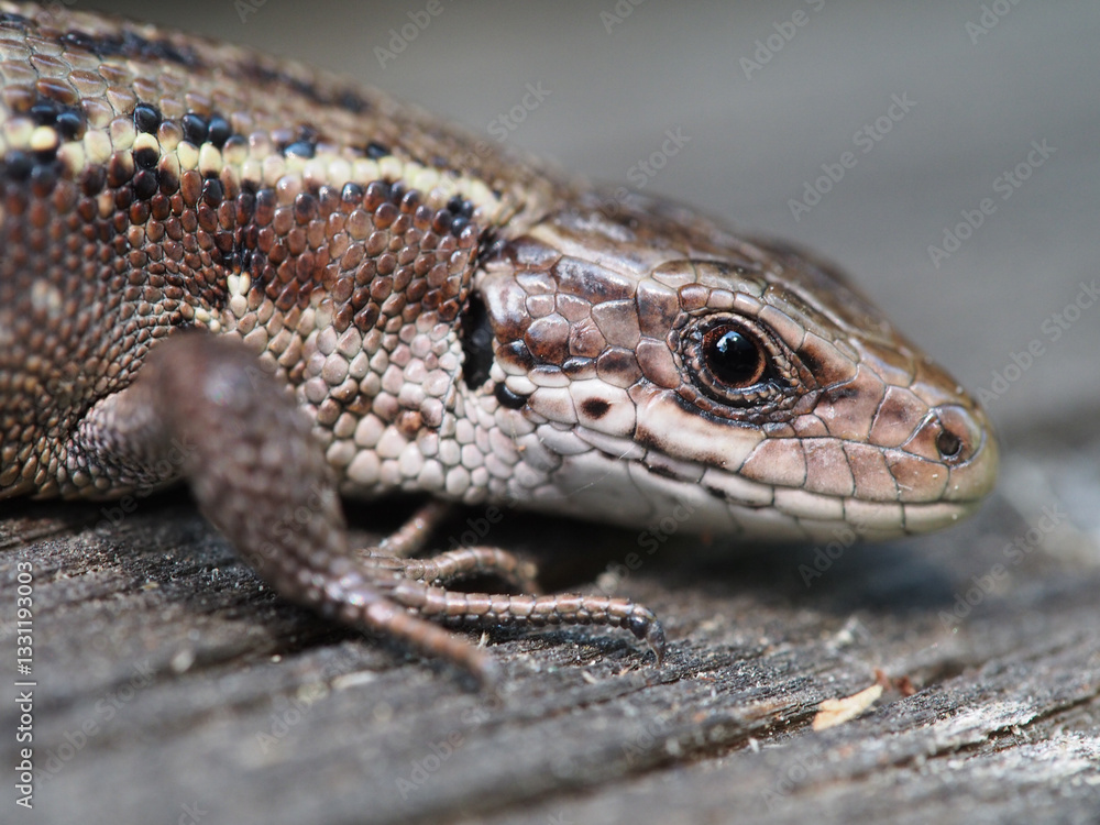 Naklejka premium Lizard