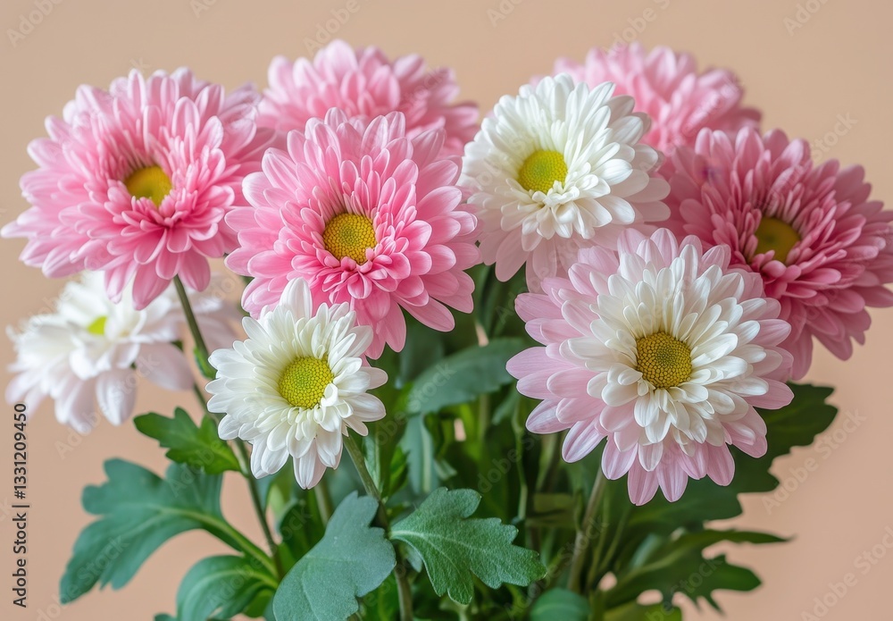 Beautiful Bouquet of Pink and White Chrysanthemums Against a Soft Background Ideal for Floral Arrangements and Springtime Decorations Beautiful Bouquet of Pink and White Chrysanthemums Against a Soft Background Ideal for Floral Arrangements and Springtime Decorations