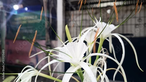 beautiful white flowers that are blooming