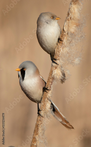 Bearded Tit