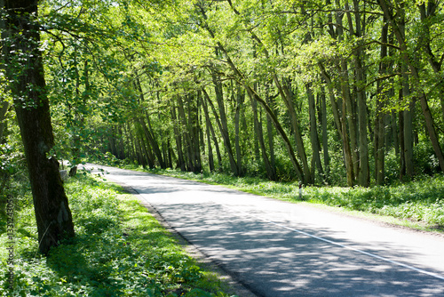The road that lies in the midst of a dense forest, illuminated by the evening light shining on it