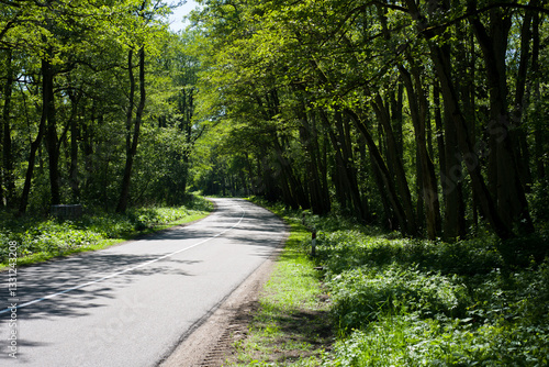 The road that lies in the midst of a dense forest, illuminated by the evening light shining on it