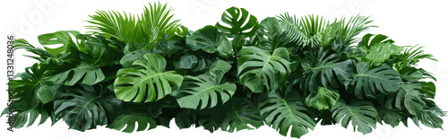 Elongated green foliage bush with monstera leaves and palm leaves isolated on white, cut out