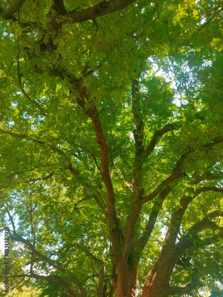 Fototapeta premium A very large and beautiful tamarind tree