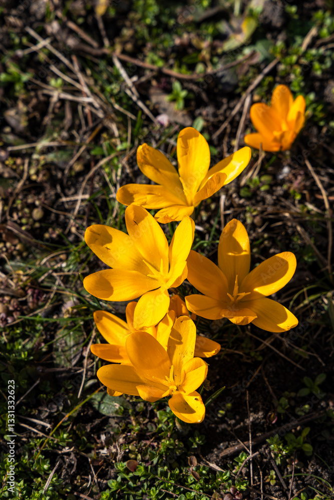 Crocuses. Spring multi-colored purple and yellow crocus flowers on the lawn.