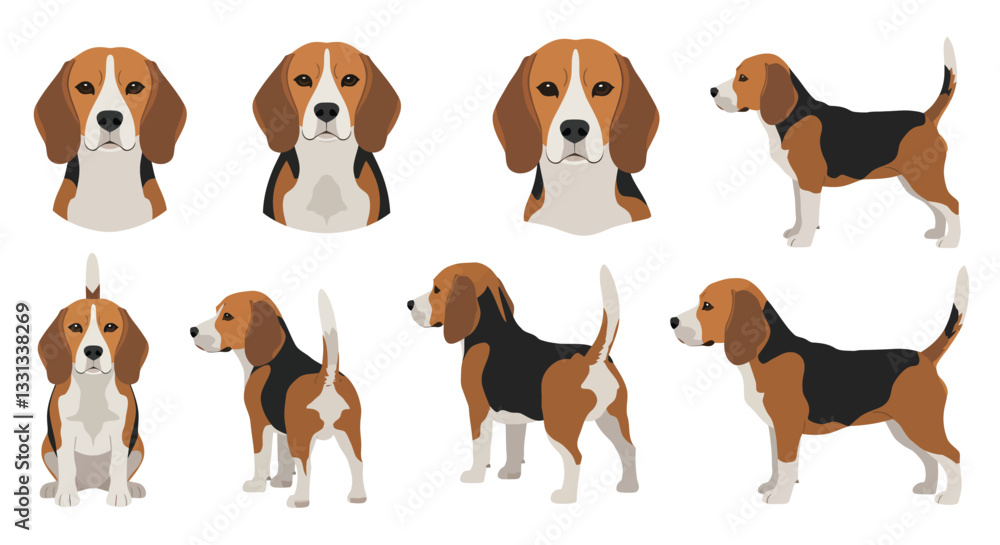 Beagle dog character design in flat style showcasing various poses vector illustration Beagle dog character design in flat style showcasing various poses vector illustration
