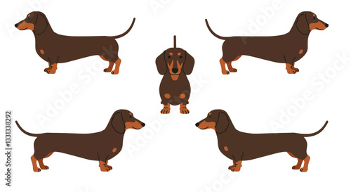 Cute brown dachshund in various poses showcasing flat vector illustration