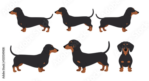 Dachshund dog character progression in flat minimalist vector illustration style