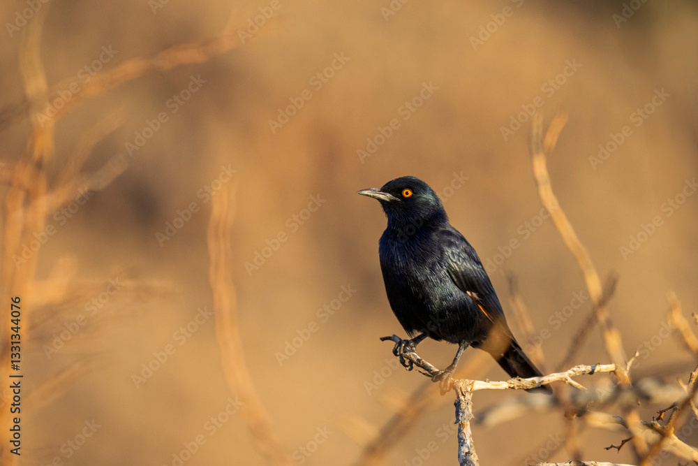 Pale-winged starling (Onychognathus nabouroup) at Augrabies Falls National Park, Northern Cape. South Africa. Pale-winged starling (Onychognathus nabouroup) at Augrabies Falls National Park, Northern Cape. South Africa.