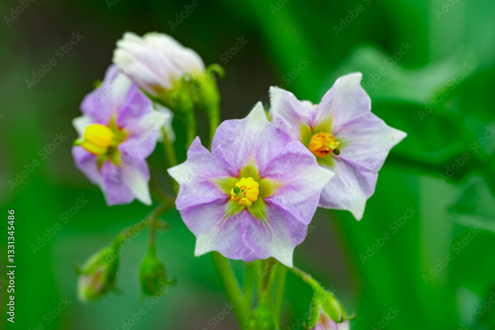 Purple flowers bloom in a lush garden during springtime Purple flowers bloom in a lush garden during springtime
