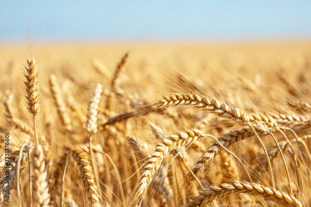 Golden wheat grains gently swaying in a vast field nature scene agricultural landscape tranquil environment close-up viewpoint for seo impact