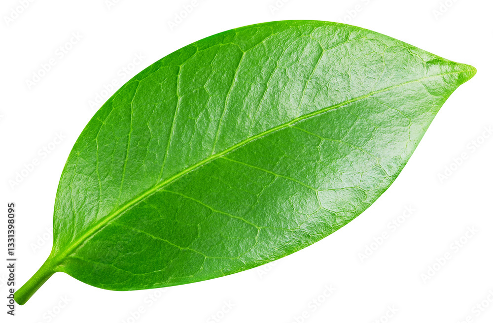 Obraz premium leaf isolated on white background