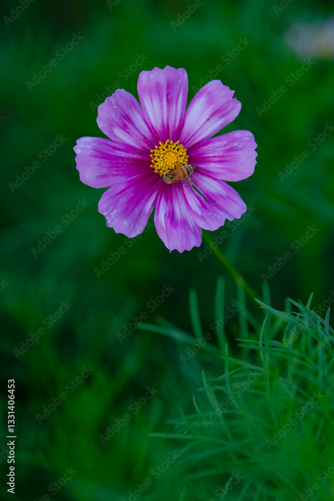 Obraz premium Various chrysanthemums and close-ups