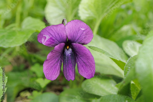 Obraz na płótnie Viola odorata Sweet Violet flower purple color w salonie