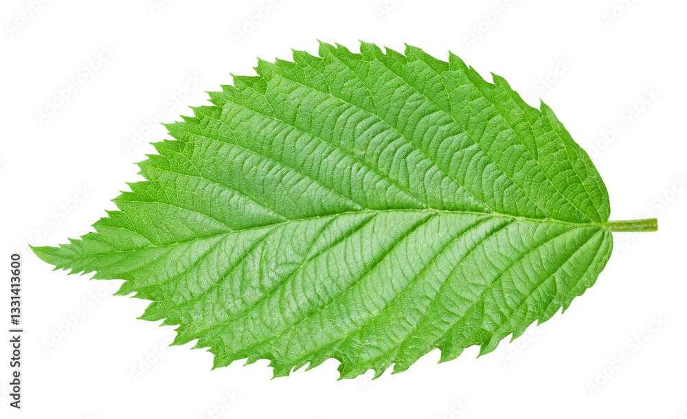 Fototapeta premium leaf isolated on white background Clipping path