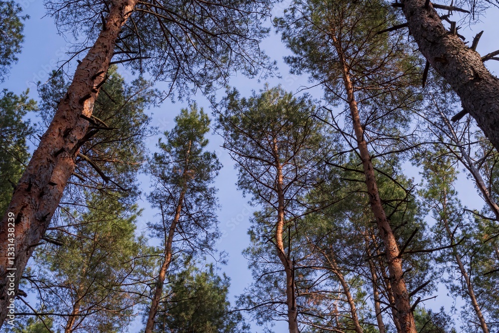 Obraz premium Branches and crowns of pine trees against the blue sky. Beautiful view of the forest. Tree branches in the forest. Nature and environment concept.