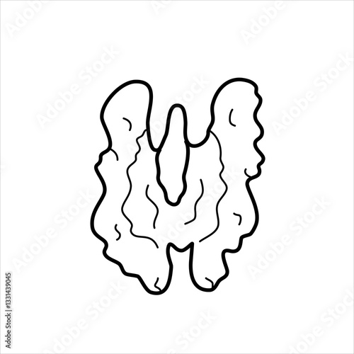 Vector line illustration of a half of a walnut.