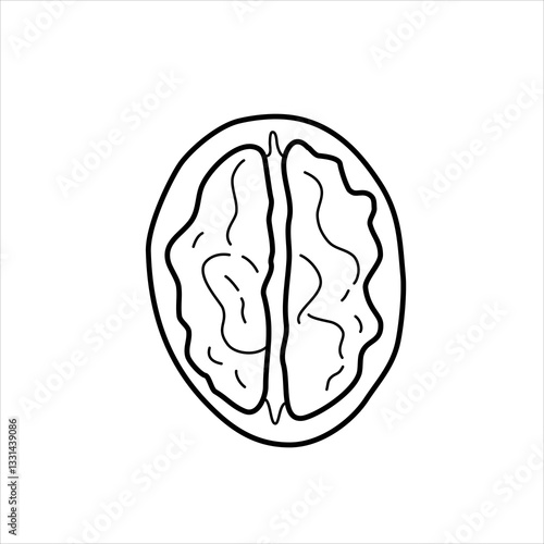 Vector line illustration of a half of a walnut in the shell.