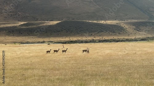 Herd of guanacos grazing in Patagonia steppe