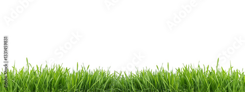 Green Grass Border Isolated on Transparent Background Lawn Horizon Frame PNG