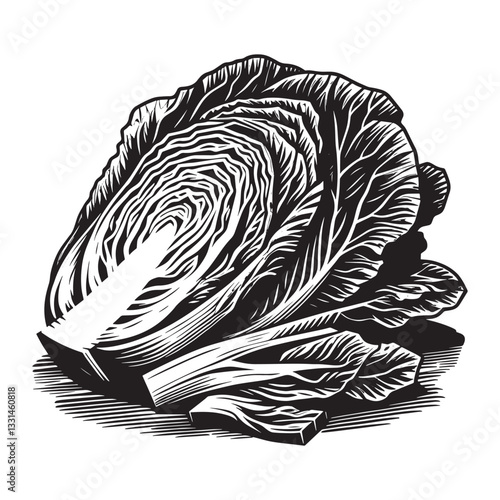 Monochrome Napa Cabbage Depiction in a Detailed Woodcut Style Illustration
