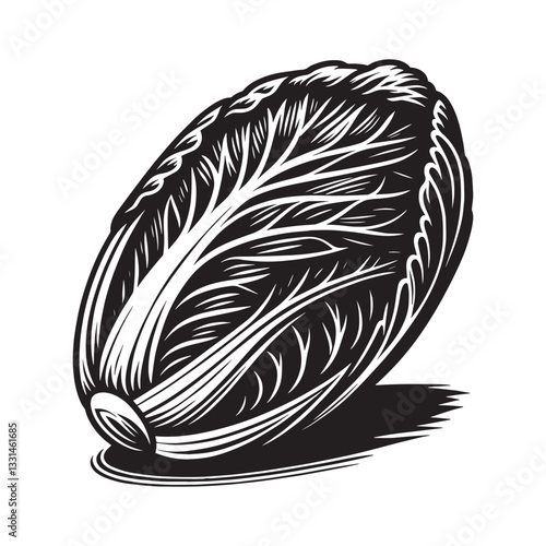 Monochrome Woodcut Illustration of Napa Cabbage on a White Background