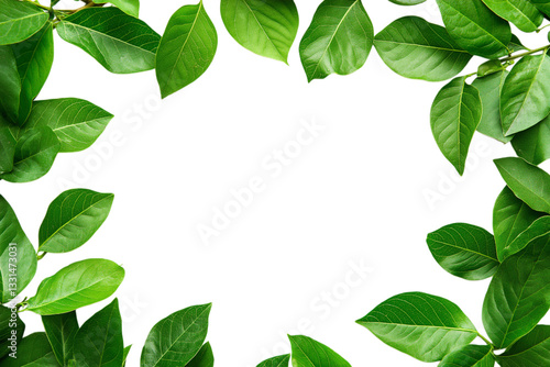 frame of green leaves