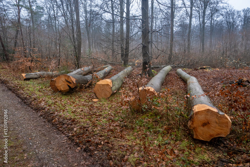 Exploitation du bois en forêt. Coupe de hêtres , débardage