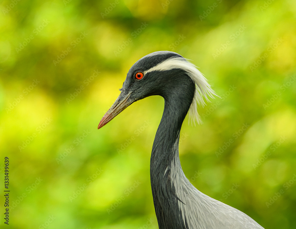 Naklejka premium demoiselle crane (Grus virgo) portrait