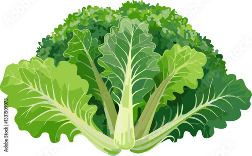 Collard Greens isolated on white background