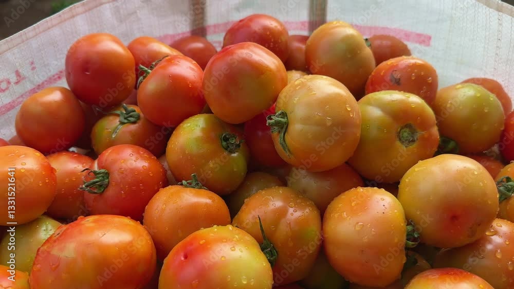 A bagfull of freshly picked red tomatos with the water droplets A bagfull of freshly picked red tomatos with the water droplets