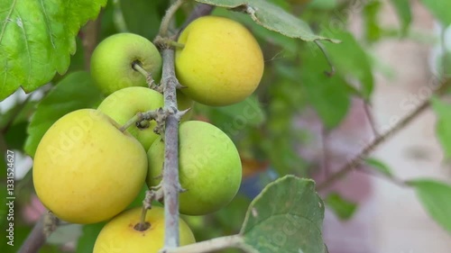 Wallpaper Mural closeup of ripe ber fruit on the branch also know as Ziziphus mauritiana Indian jujube, Indian plum Torontodigital.ca