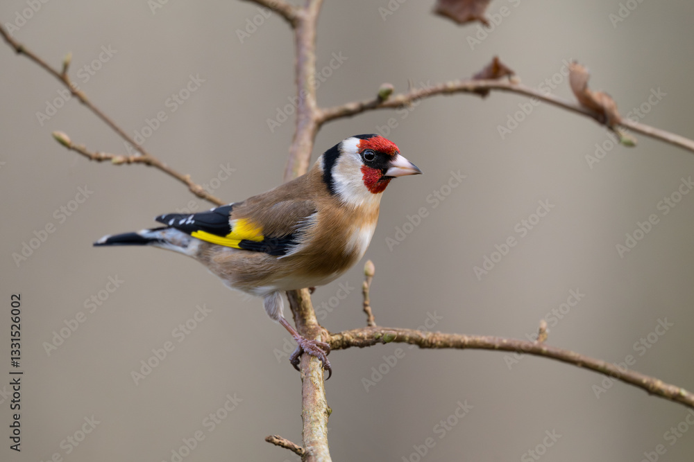 Fototapeta premium Goldfinch, Dumfries & Galloway, Scotland