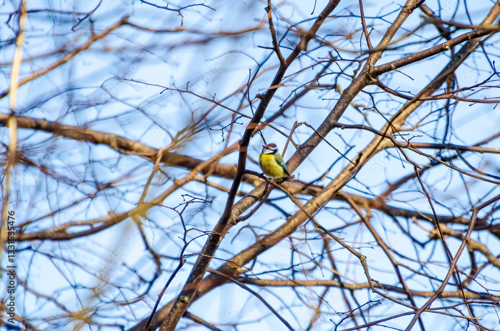A vibrant blue tit is resting on tangled branches. Bird in motion, calm mood, telephoto shot, mid-branch position, forest area, wildlife moment. A vibrant blue tit is resting on tangled branches. Bird in motion, calm mood, telephoto shot, mid-branch position, forest area, wildlife moment.