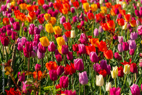 Spring flowers tulips close-up in the garden. Bright multicolored background in the sunlight. Full frame with blurred background. The concept of a holiday, Mother's Day, women's day. Landscaping parks