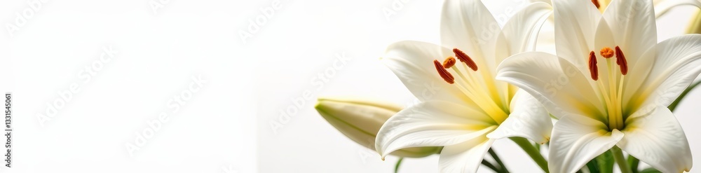 Obraz premium Close-up of elegant easter lily flowers on pure white background, elegant, clean