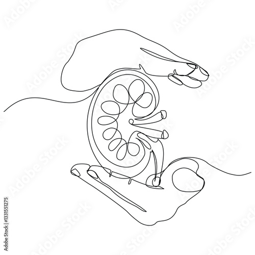 Continuous single line of  hand holding kidney human body organ anatomical for donor donation medical science. Sketch drawing editable stroke vector illustration