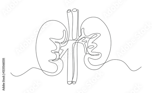 Continuous single line of kidney human body organ anatomical for medical science. Sketch drawing editable stroke vector illustration