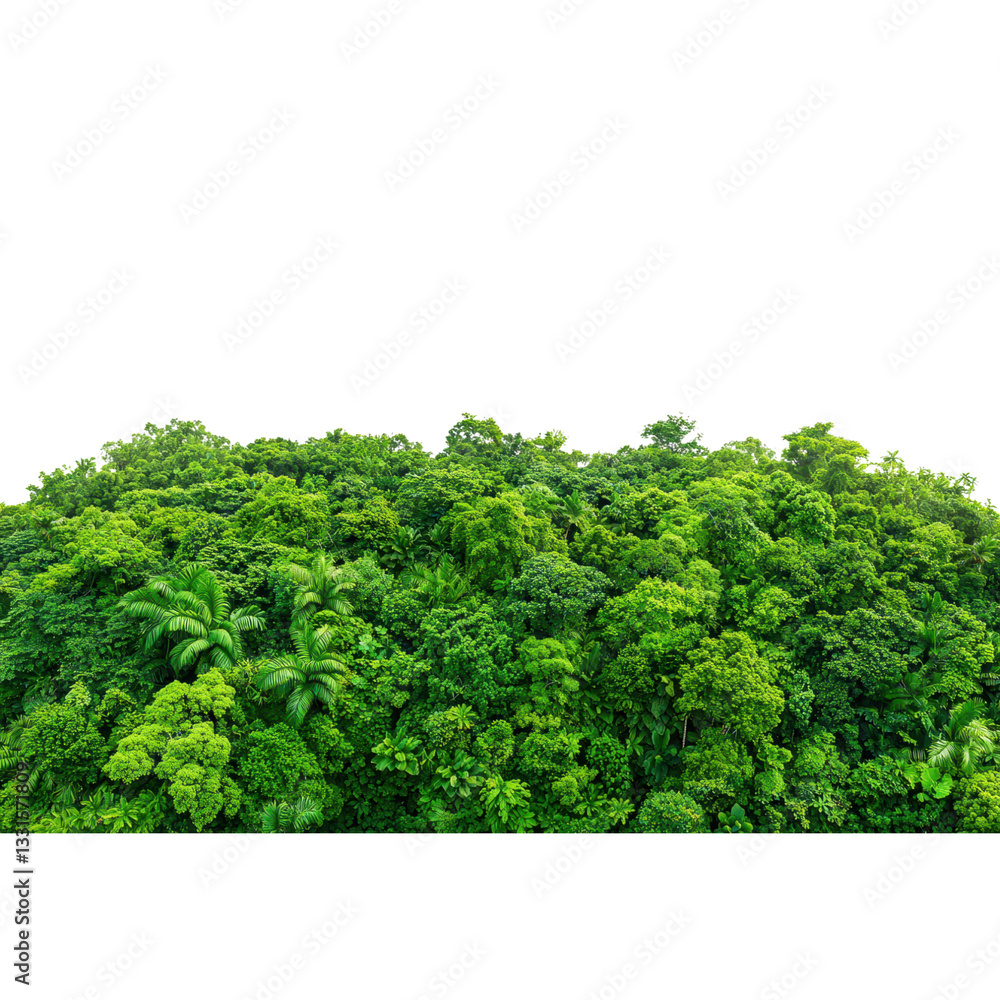 Obraz premium Lush green tropical rainforest with dense vegetation. Concept of nature, environment, and conservation.