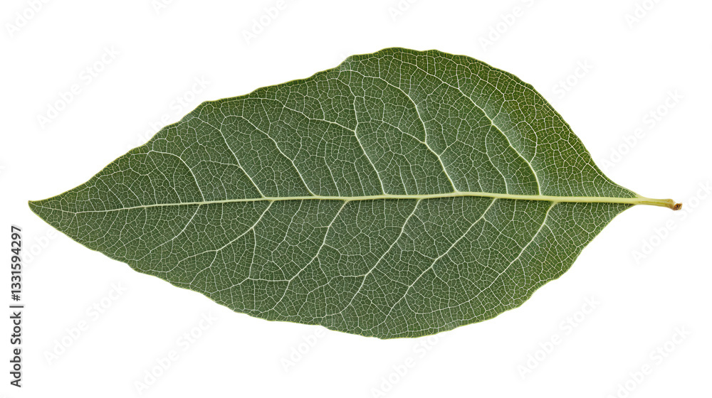 Verdant Leaf Veins: A Botanical Study of Intricate Foliage Texture and Natural Green Patterns, Isolated Close-Up for Design and Ecological Exploration Verdant Leaf Veins: A Botanical Study of Intricate Foliage Texture and Natural Green Patterns, Isolated Close-Up for Design and Ecological Exploration