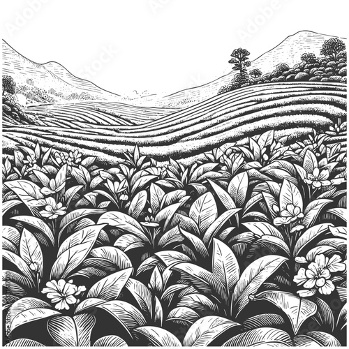 tea plantation mountain landscape with terraced fields, lush plants, pine trees, and dramatic cloud formations sketch engraving generative ai vector illustration. Scratch board. Black and white.