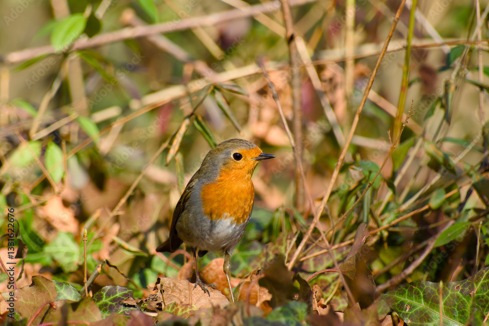 European robin standing on the ground close-up European robin standing on the ground close-up
