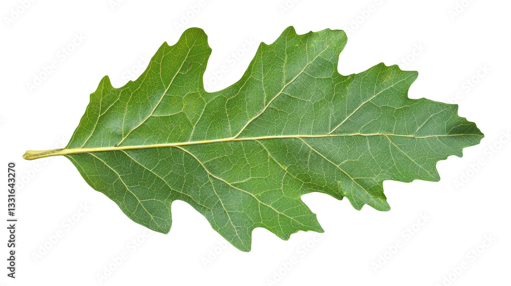 Green Oak Leaf: A Detailed Macro View of Nature's Intricate Design, Perfect for Botanical Studies, Isolated on Black Backdrop Green Oak Leaf: A Detailed Macro View of Nature's Intricate Design, Perfect for Botanical Studies, Isolated on Black Backdrop