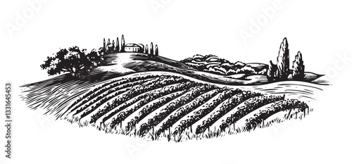 Vineyard landscape sketch